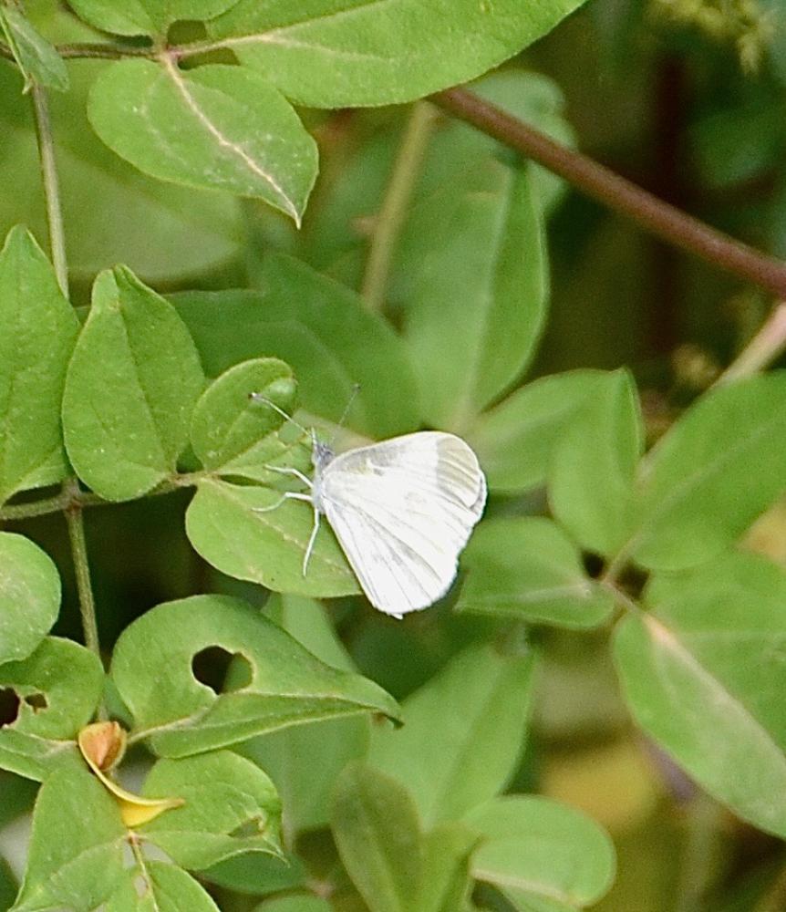 Piéride du Lotier (La), Piéride de la Moutarde (La Leptidea sinapis (Linnaeus, 1758)