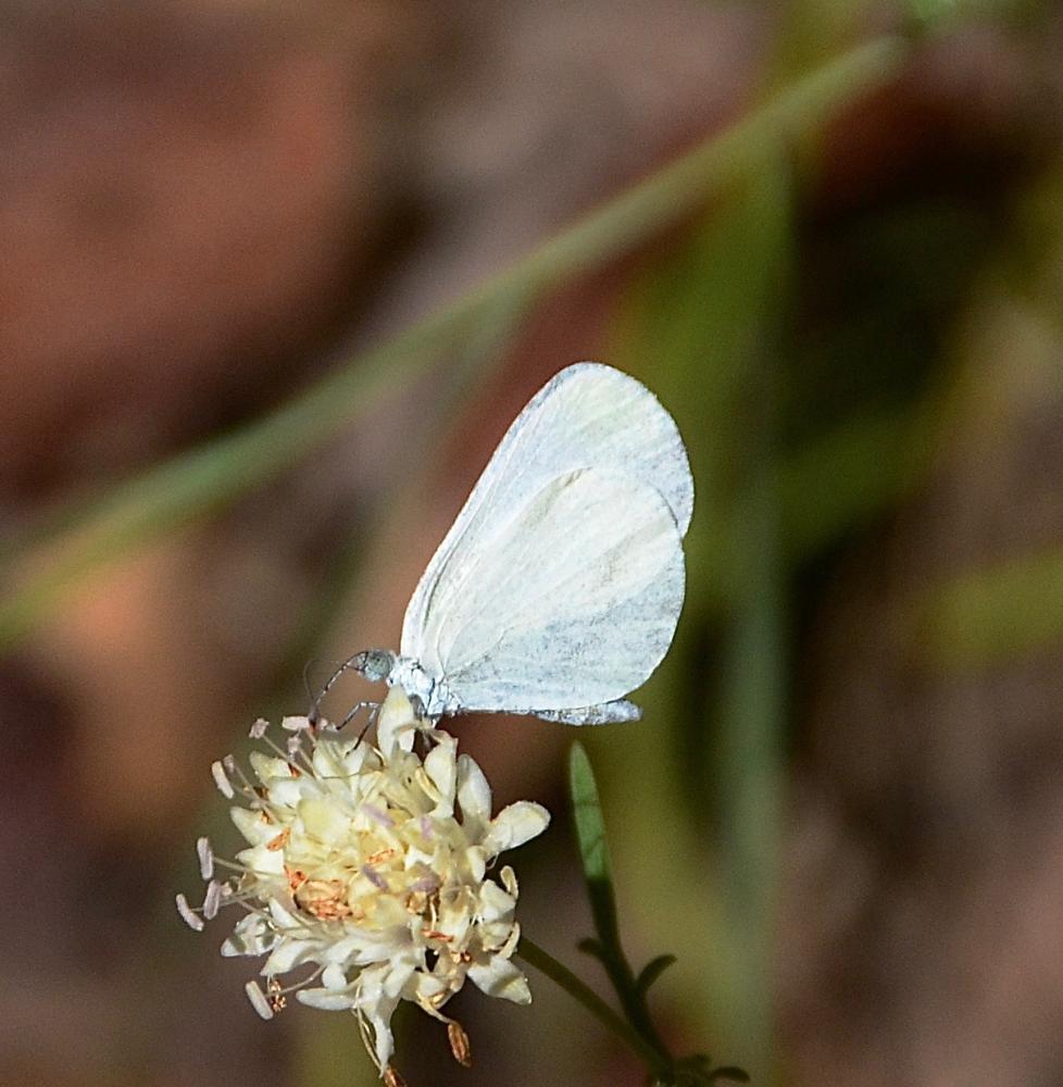 Piéride du Lotier (La), Piéride de la Moutarde (La Leptidea sinapis (Linnaeus, 1758)