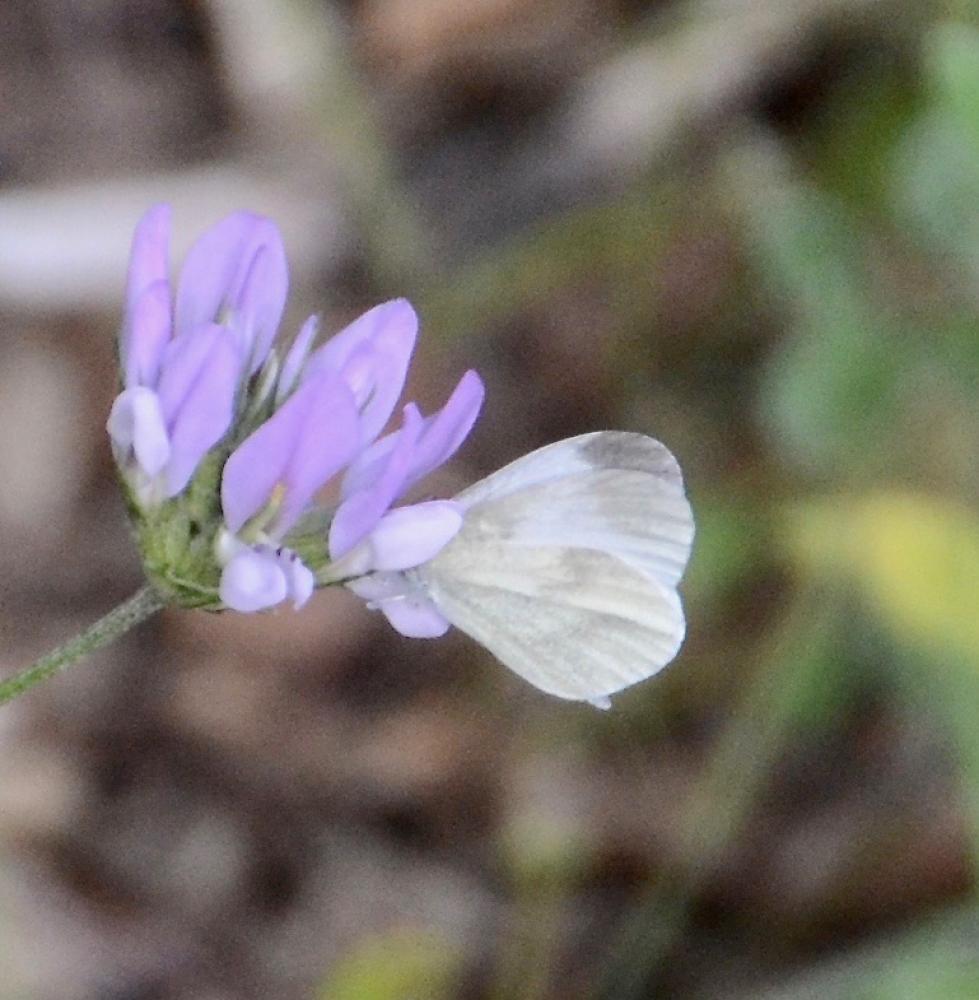 Piéride du Lotier (La), Piéride de la Moutarde (La Leptidea sinapis (Linnaeus, 1758)
