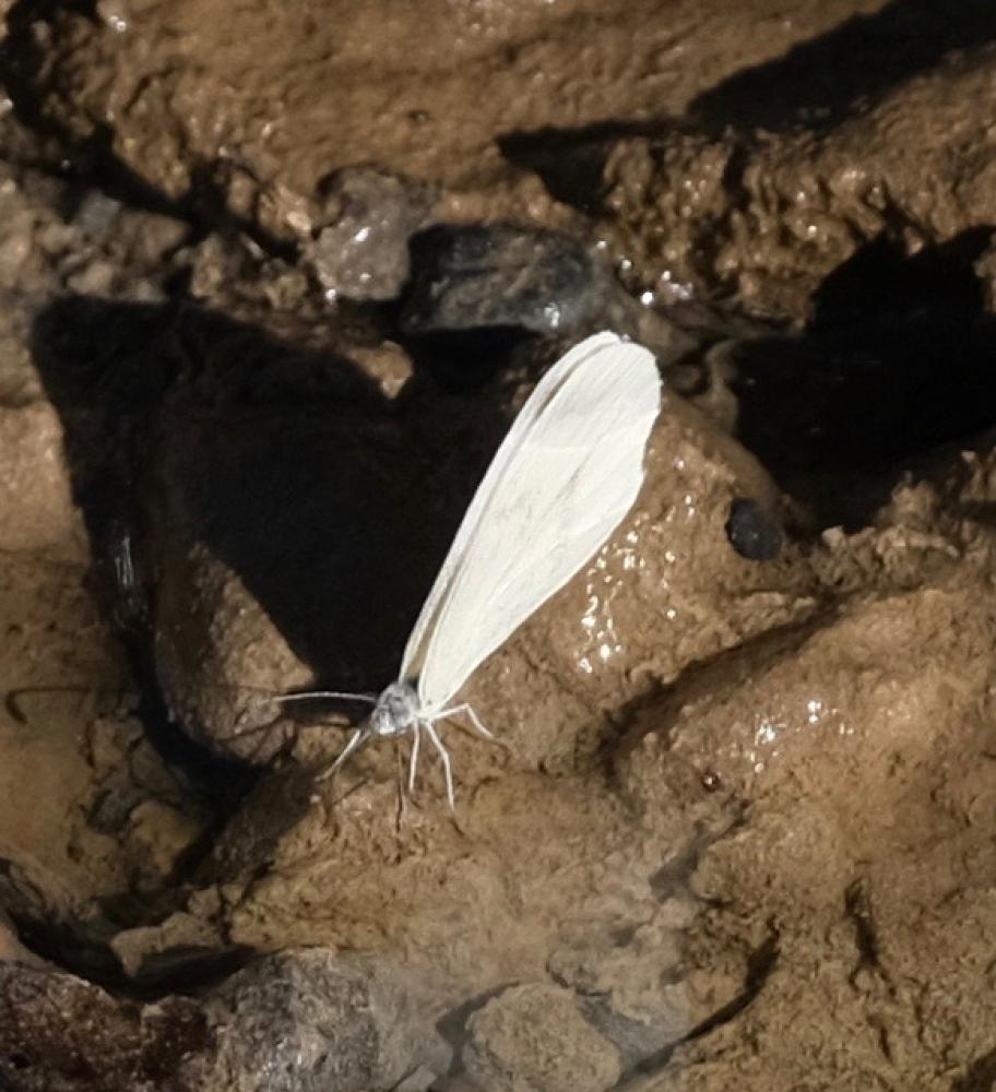 Piéride du Lotier (La), Piéride de la Moutarde (La Leptidea sinapis (Linnaeus, 1758)