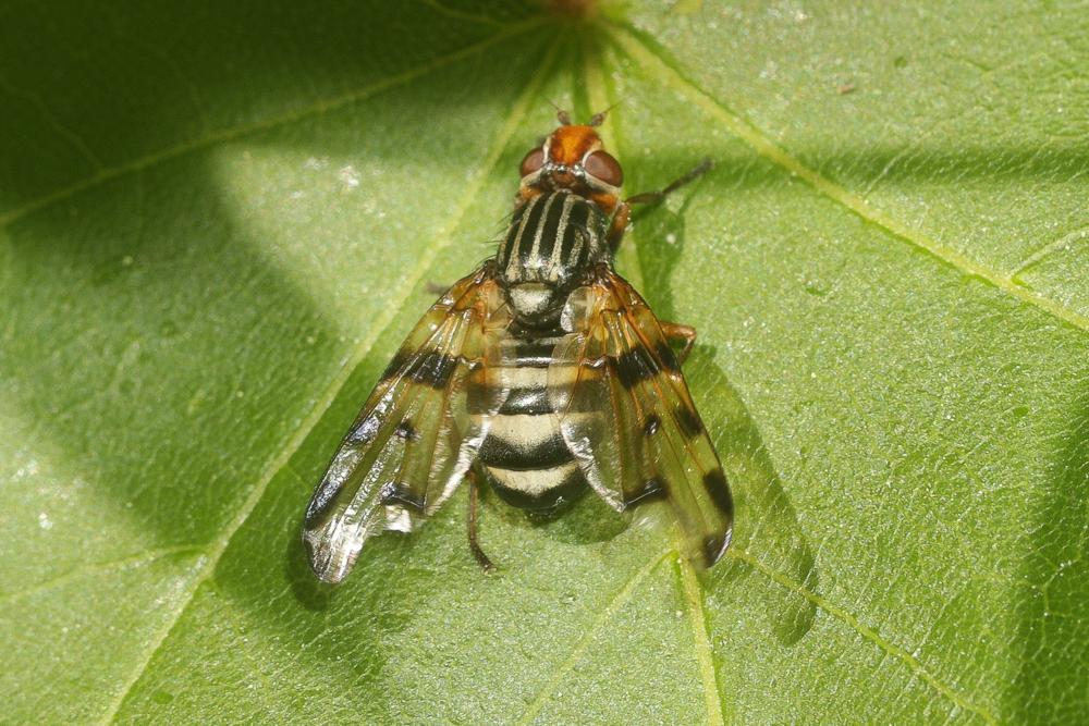  Otites jucunda (Robineau-Desvoidy, 1830)