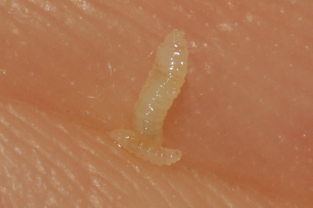  Macrodiplosis pustularis (Bremi, 1847)