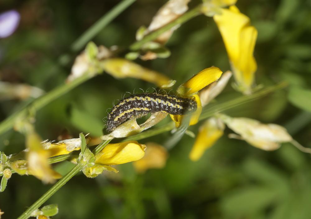 Zygènule des Genêts (La) Heterogynis penella (Hübner, 1819)