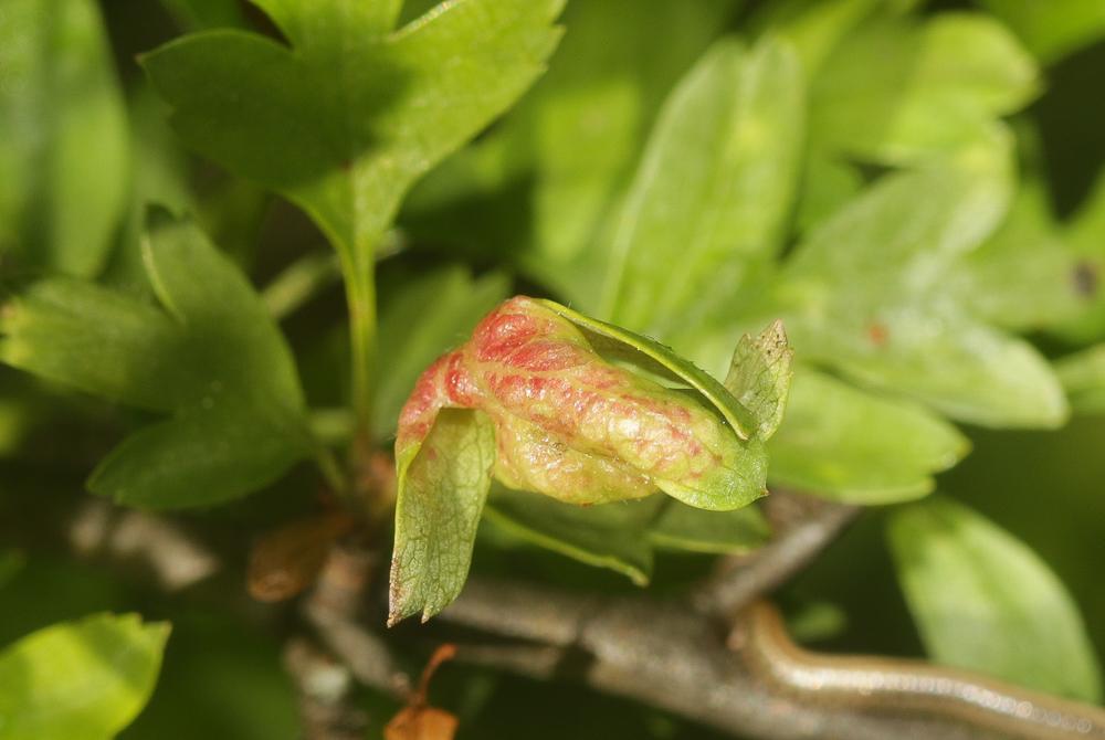 Aubépine à un style, Épine noire, Bois de mai Crataegus monogyna Jacq., 1775