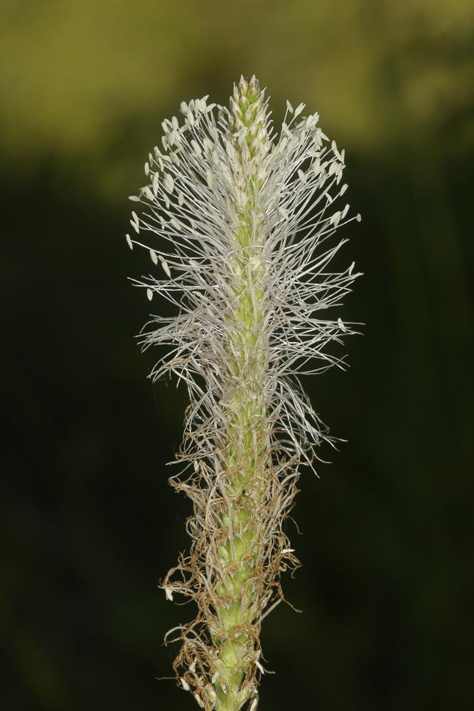 Plantain moyen Plantago media L., 1753