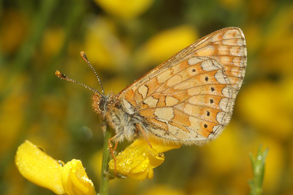 Damier de la Succise (Le), Artémis (L'), Damier pr Euphydryas aurinia (Rottemburg, 1775)