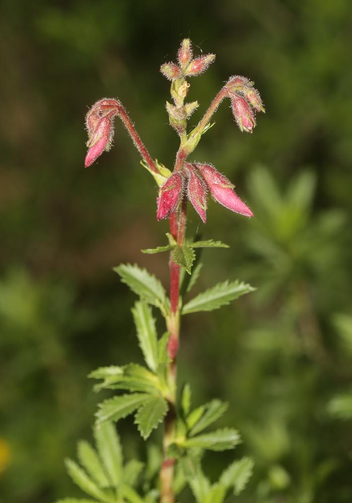 Bugrane buissonnante Ononis fruticosa L., 1753