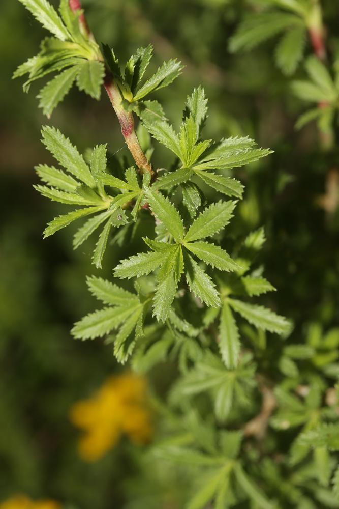 Bugrane buissonnante Ononis fruticosa L., 1753