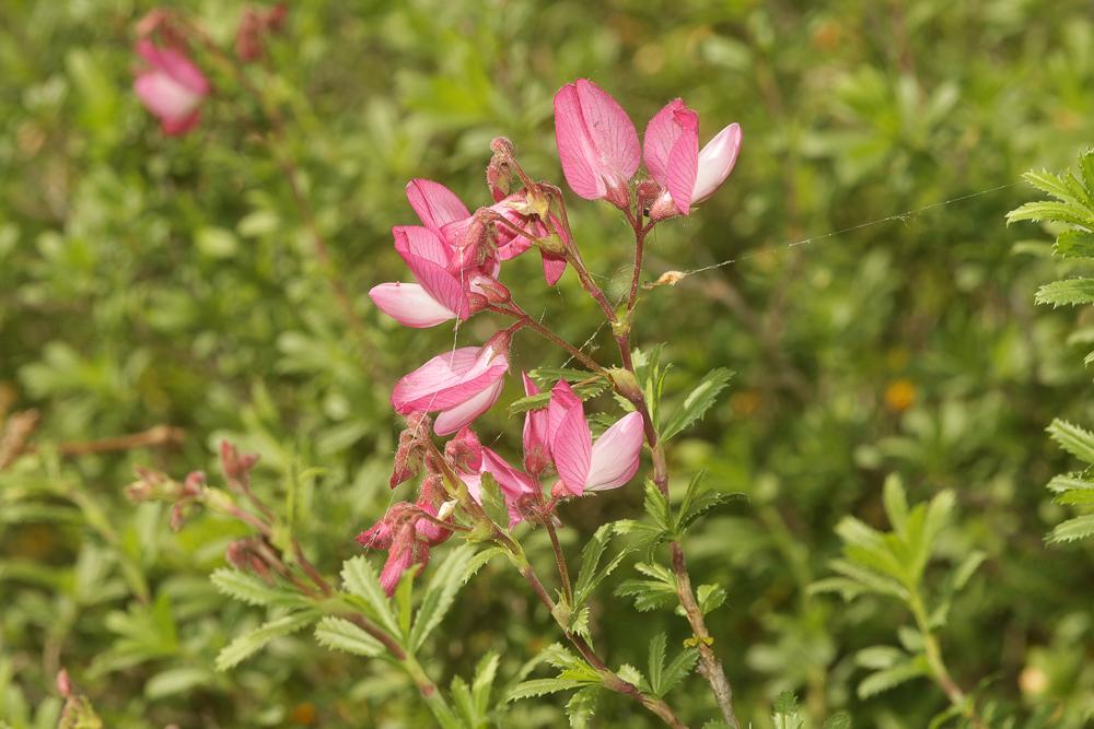 Bugrane buissonnante Ononis fruticosa L., 1753