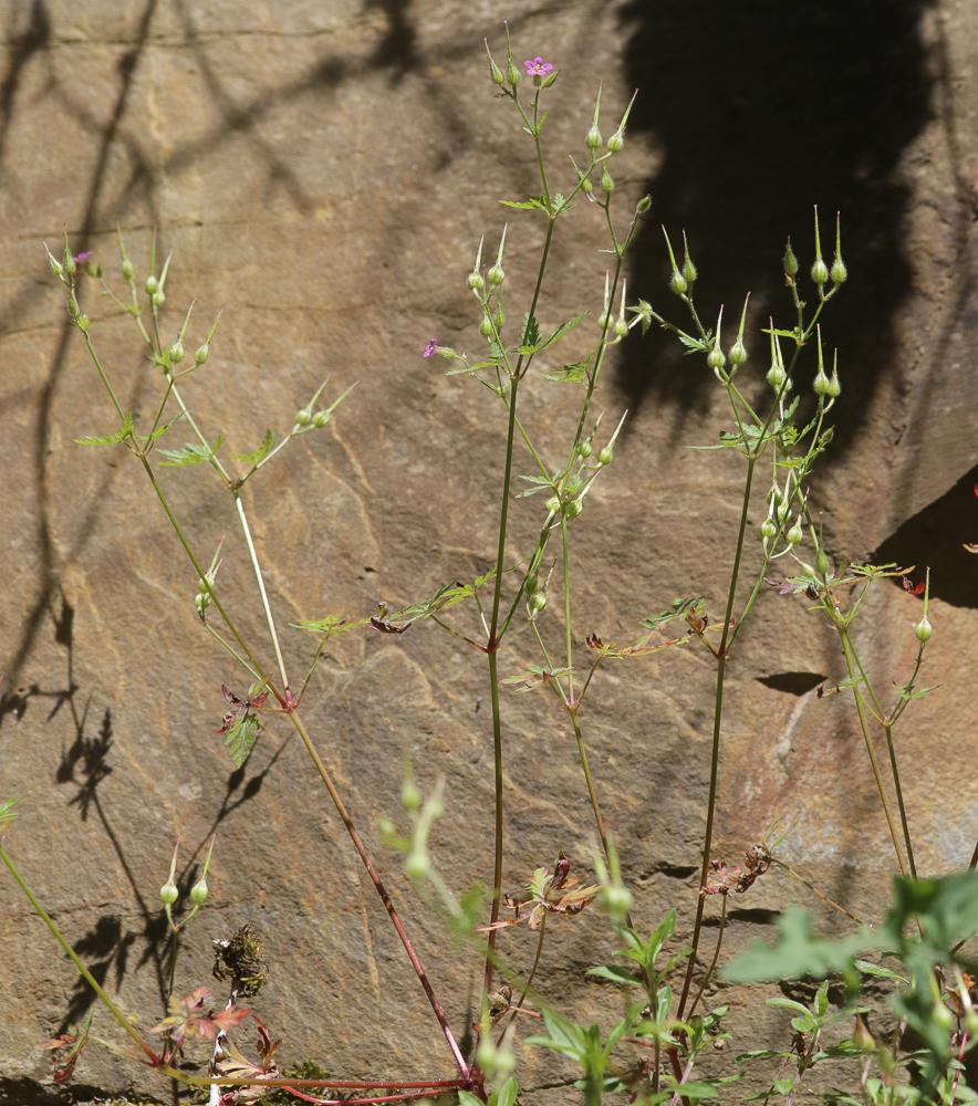 Géranium pourpre Geranium purpureum Vill., 1786