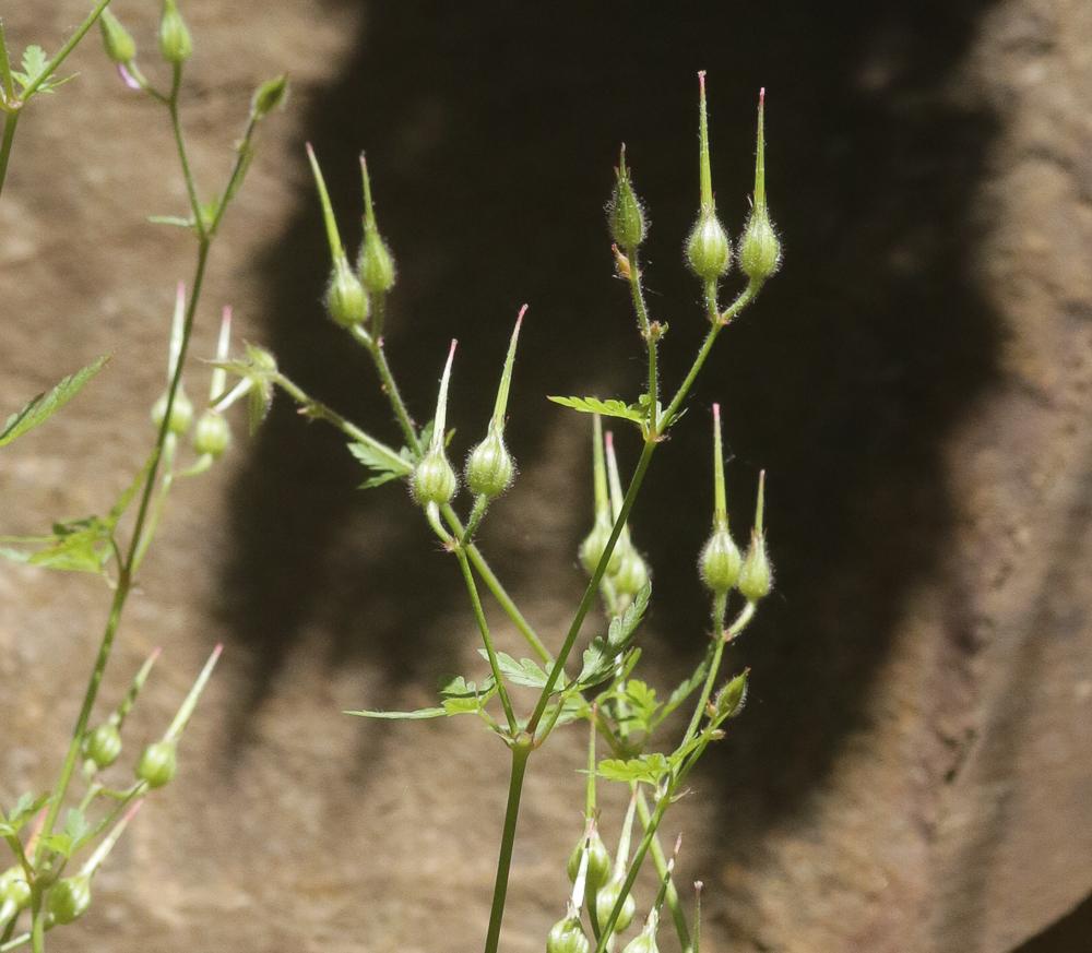 Géranium pourpre Geranium purpureum Vill., 1786