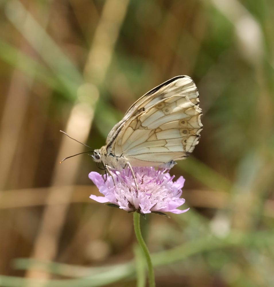 Echiquier ibérique (L'), Échiquier d'Ibérie (L') Melanargia lachesis (Hübner, 1790)
