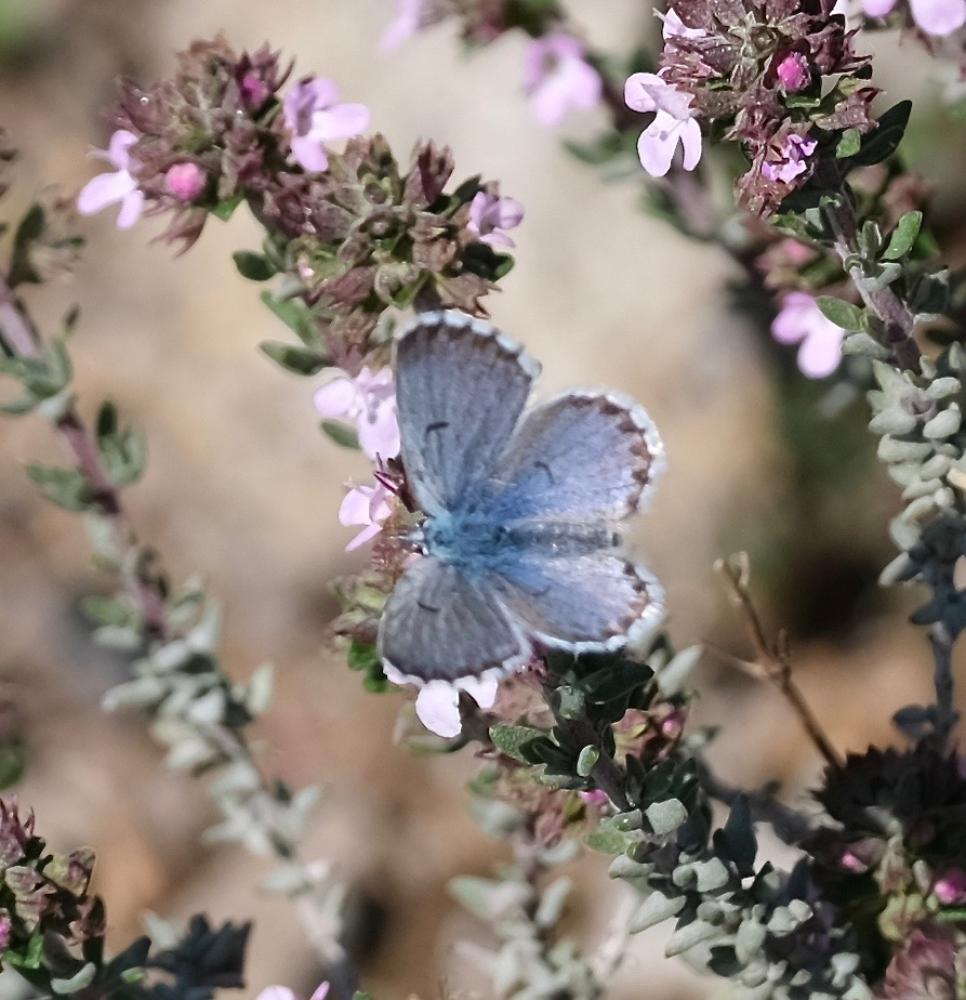 Azuré du Thym (L'), Azuré de la Sariette (L'), Arg Pseudophilotes baton (Bergsträsser, 1779)