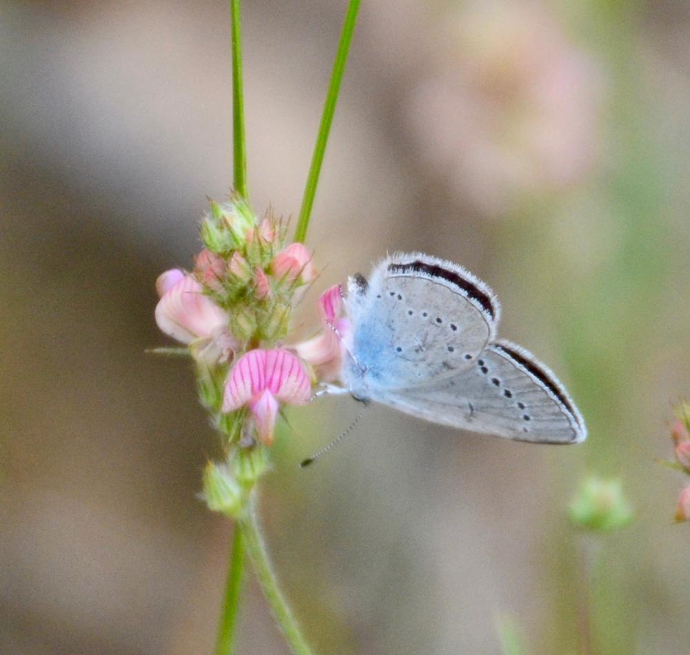 Azuré de la Chevrette (L'), Azuré osiris (L'),  Pe Cupido osiris (Meigen, 1829)