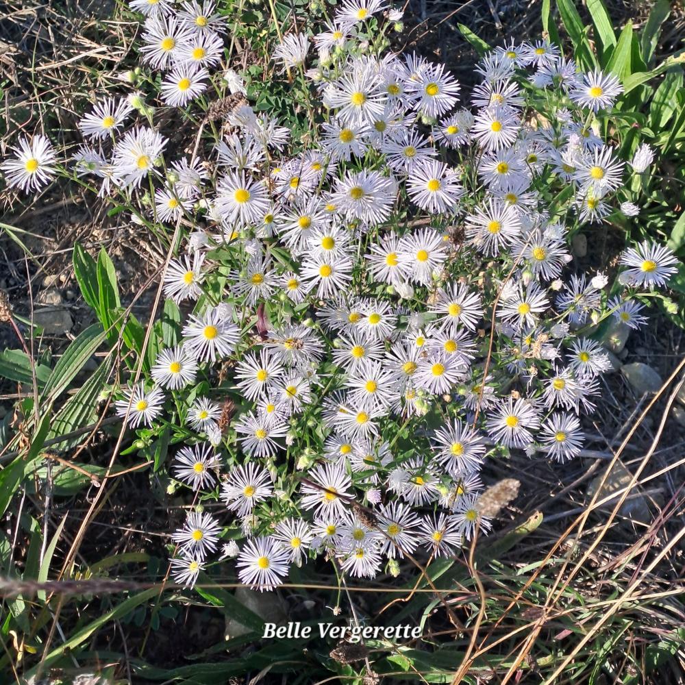 Vergerette Erigeron x daveauana (Sennen) Greuter, 2007