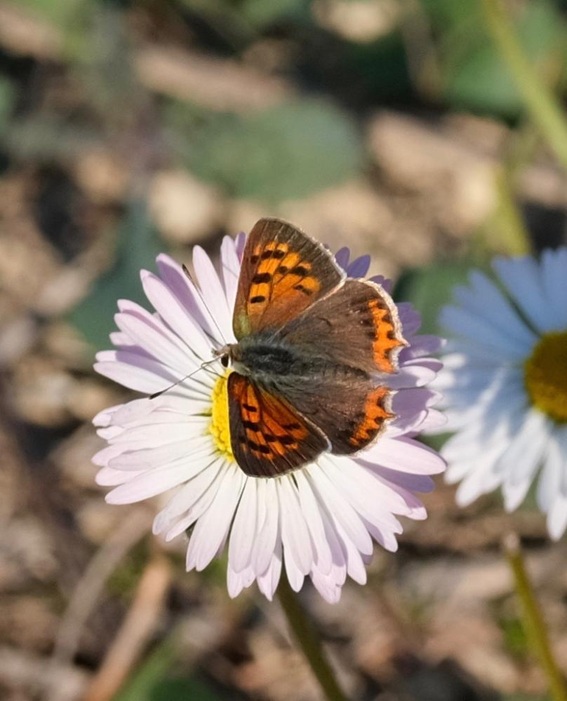 Cuivré commun (Le), Argus bronzé (L'), Bronzé (Le) Lycaena phlaeas (Linnaeus, 1760)