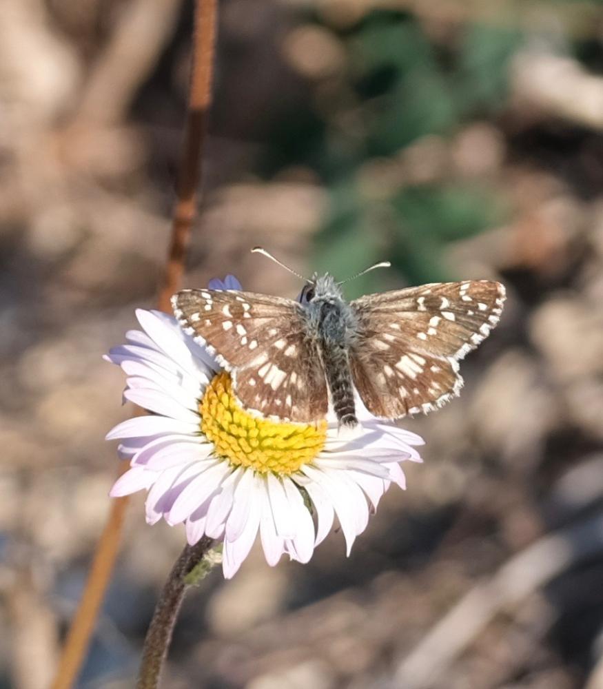 Hespérie des Potentilles (L'), Armoricain (L') Pyrgus armoricanus (Oberthür, 1910)