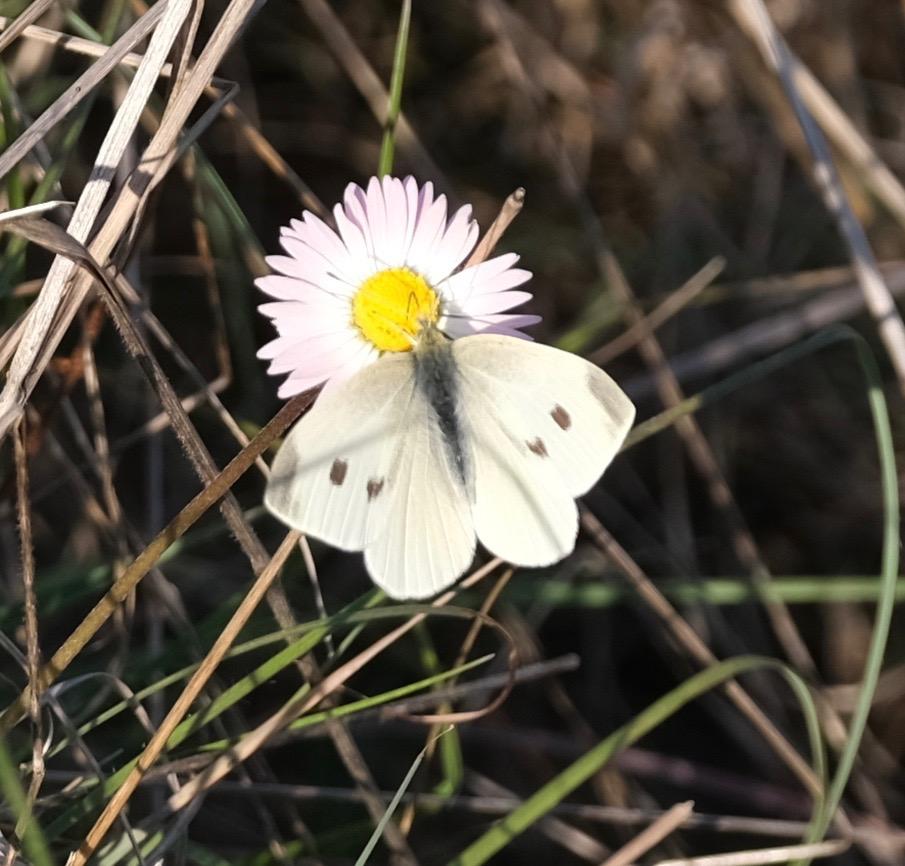 Piéride de la Rave (La), Petit Blanc du Chou (Le), Pieris rapae (Linnaeus, 1758)
