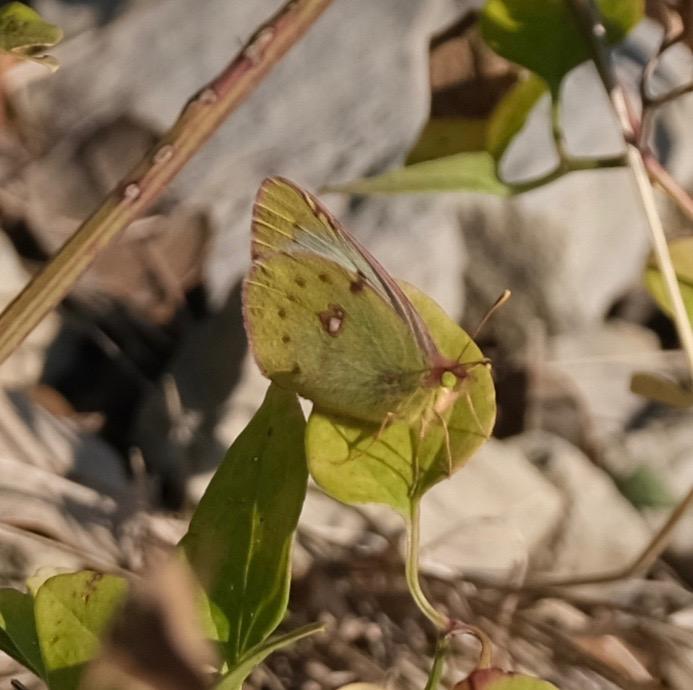 Fluoré (Le) Colias alfacariensis Ribbe, 1905