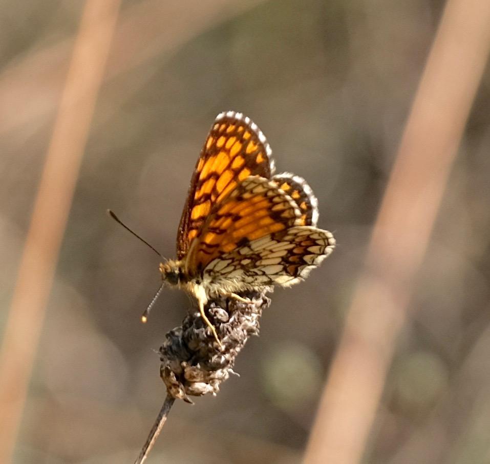 Mélitée de Fruhstorfer Melitaea celadussa Fruhstorfer, 1910