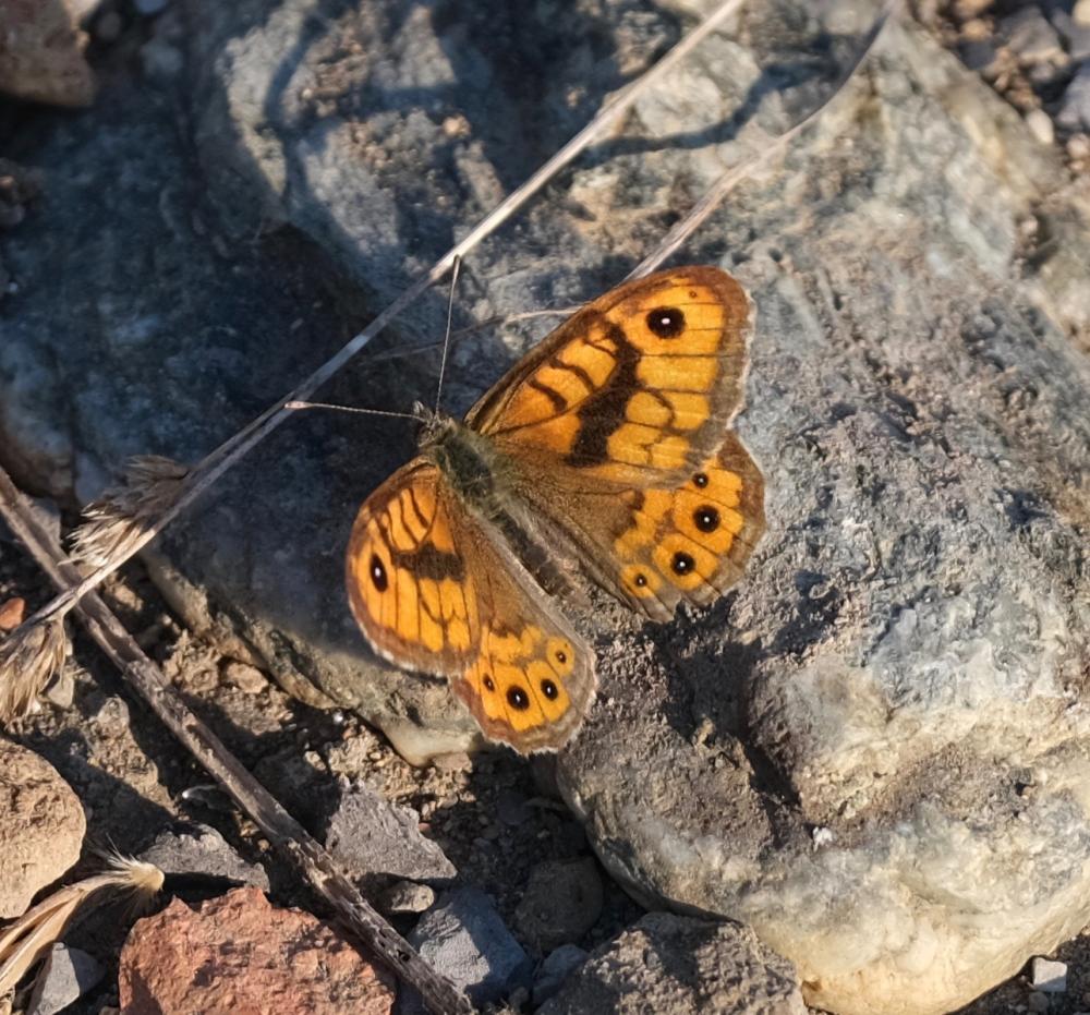 Mégère (La), Satyre (Le) Lasiommata megera (Linnaeus, 1767)