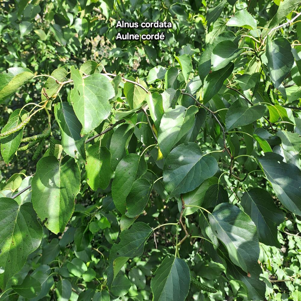 Aulne cordé, Aulne à feuilles en cœur, Aulne de Co Alnus cordata (Loisel.) Duby, 1828