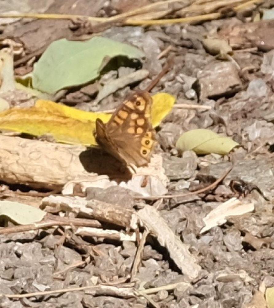 Tircis (Le), Argus des Bois (L'), Égérie (L') Pararge aegeria (Linnaeus, 1758)