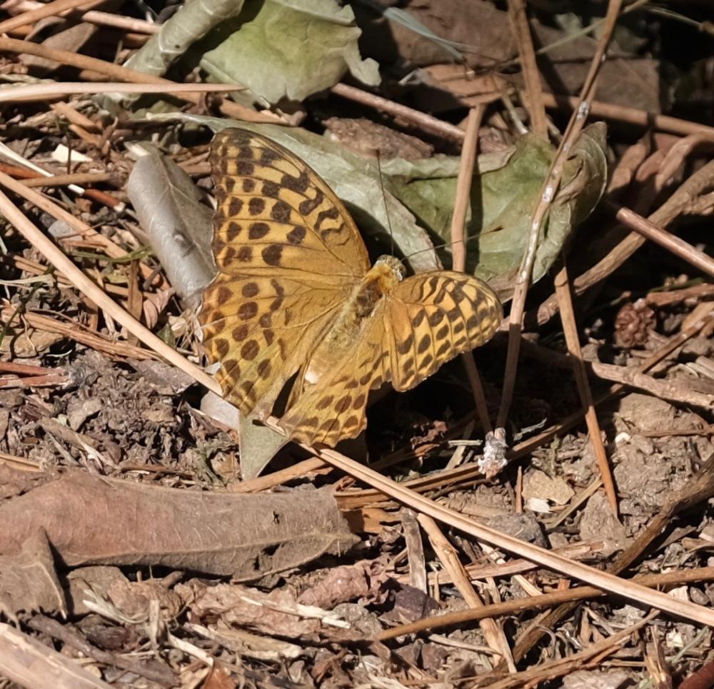 Tabac d'Espagne (Le), Nacré vert (Le), Barre argen Argynnis paphia (Linnaeus, 1758)