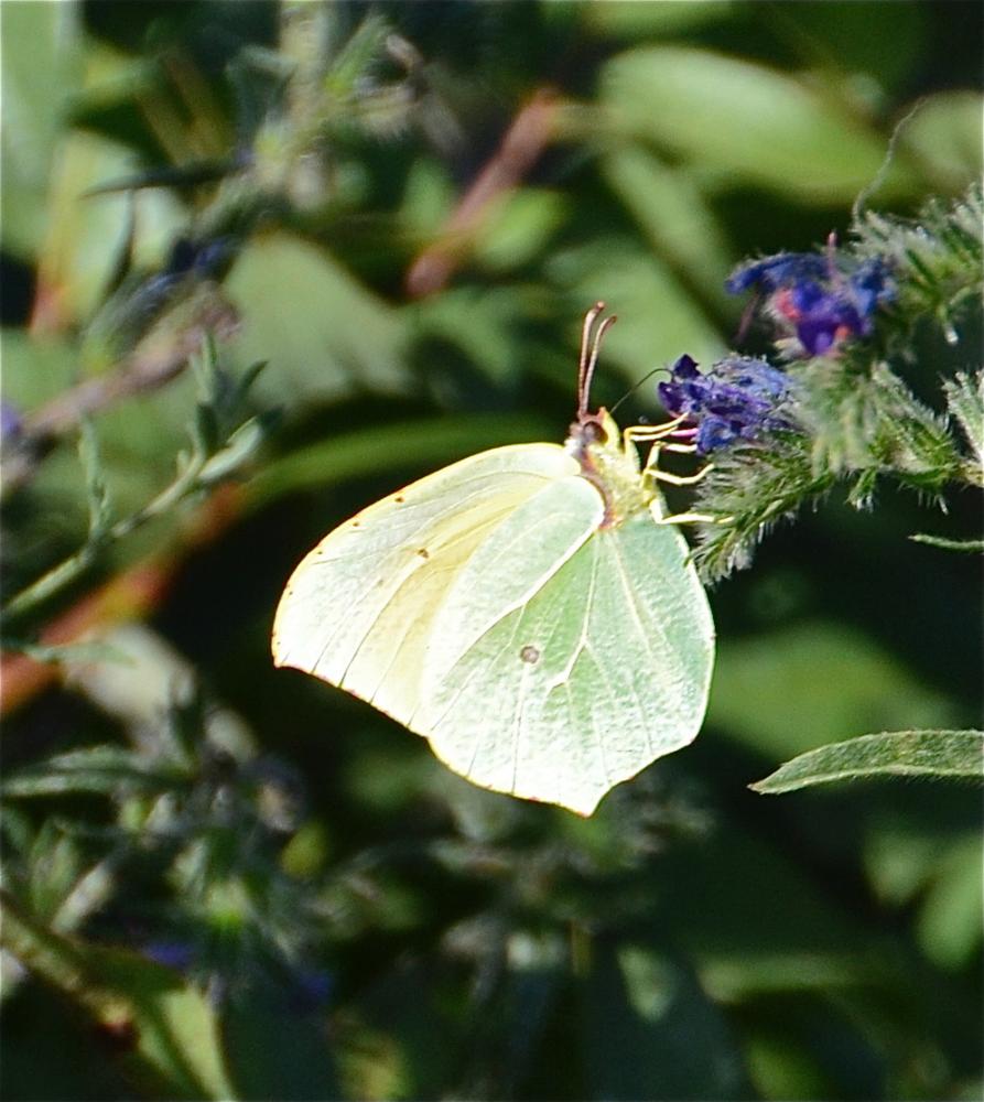 Citron de Provence (Le), Cléopâtre (La), Piéride C Gonepteryx cleopatra (Linnaeus, 1767)