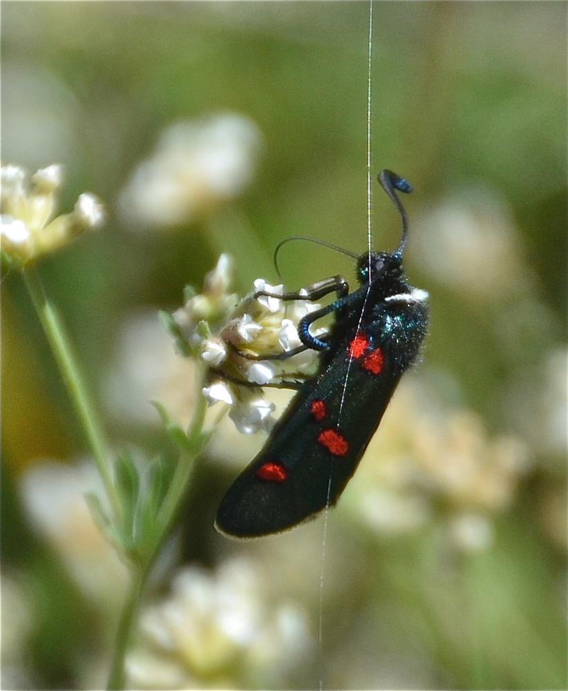 Zygène de la Badasse (La), Zygène de la Lavande (L Zygaena lavandulae (Esper, 1783)