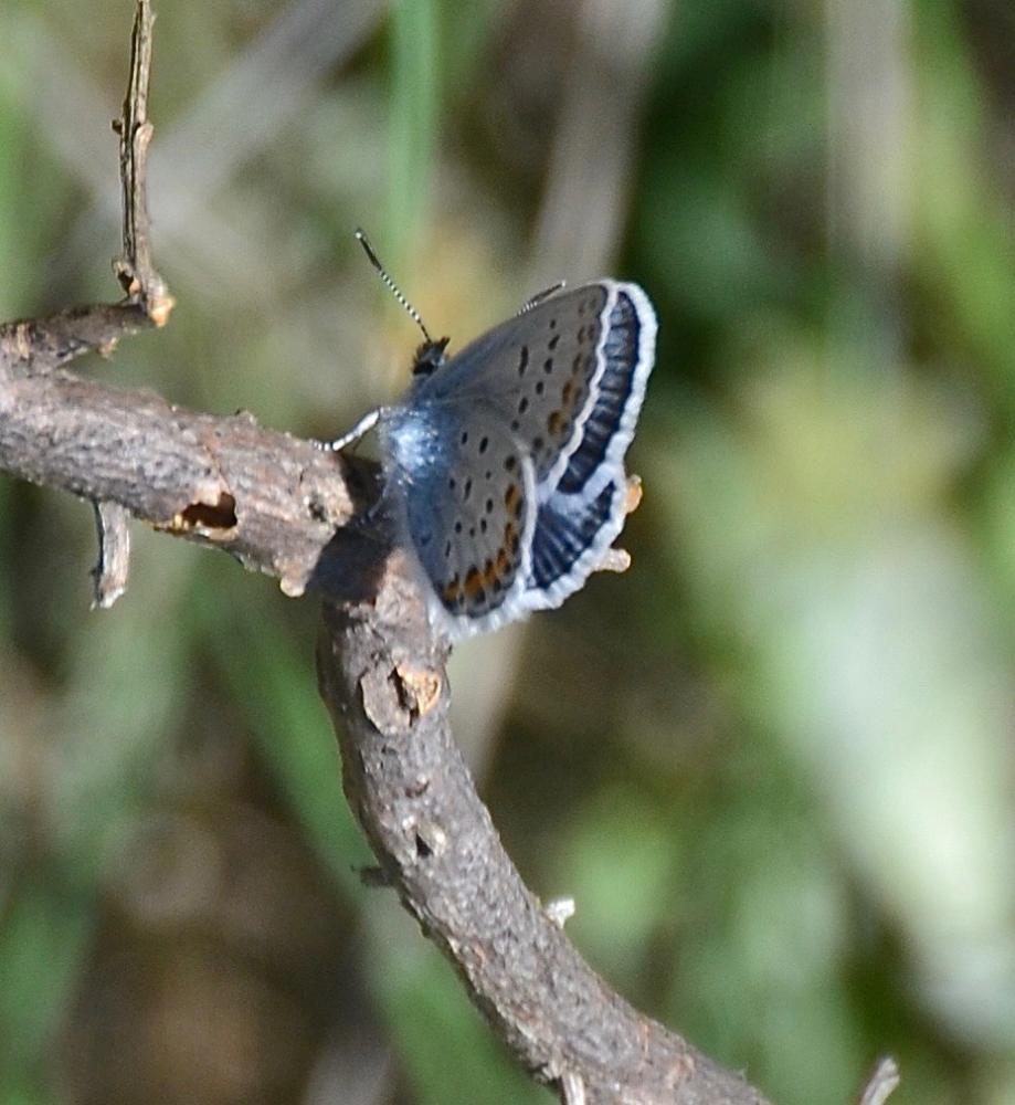 Azuré de l'Ajonc (L'), Argus bleu-violet (L'), Arg Plebejus argus (Linnaeus, 1758)