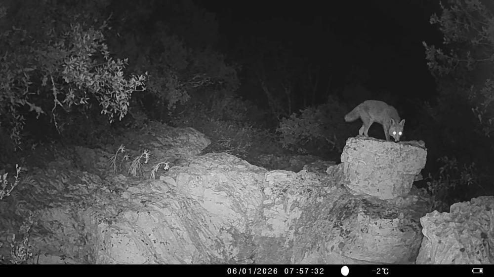 Renard roux Vulpes vulpes (Linnaeus, 1758)