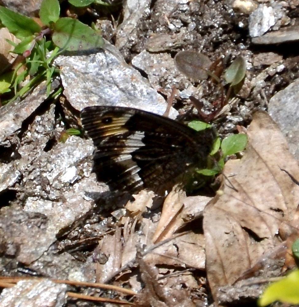 Sylvandre helvète (Le) Hipparchia genava (Fruhstorfer, 1908)