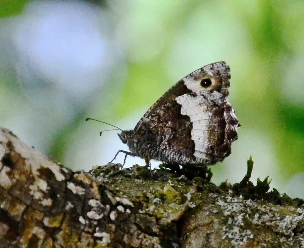 Sylvandre helvète (Le) Hipparchia genava (Fruhstorfer, 1908)