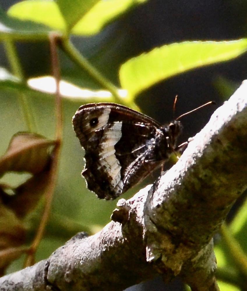 Sylvandre helvète (Le) Hipparchia genava (Fruhstorfer, 1908)