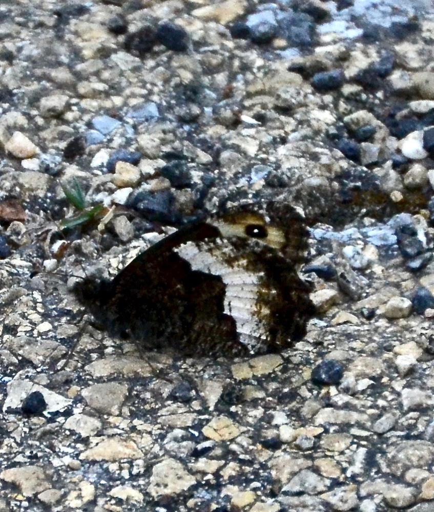 Sylvandre helvète (Le) Hipparchia genava (Fruhstorfer, 1908)