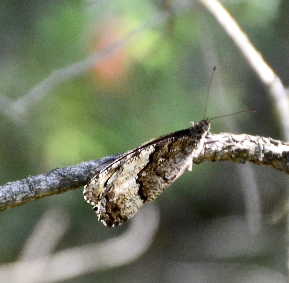 Sylvandre (Le), Portier de la forêt (Le), Silène ( Hipparchia fagi (Scopoli, 1763)