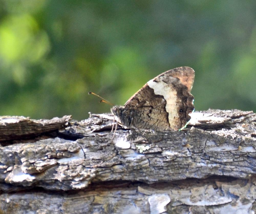 Sylvandre (Le), Portier de la forêt (Le), Silène ( Hipparchia fagi (Scopoli, 1763)