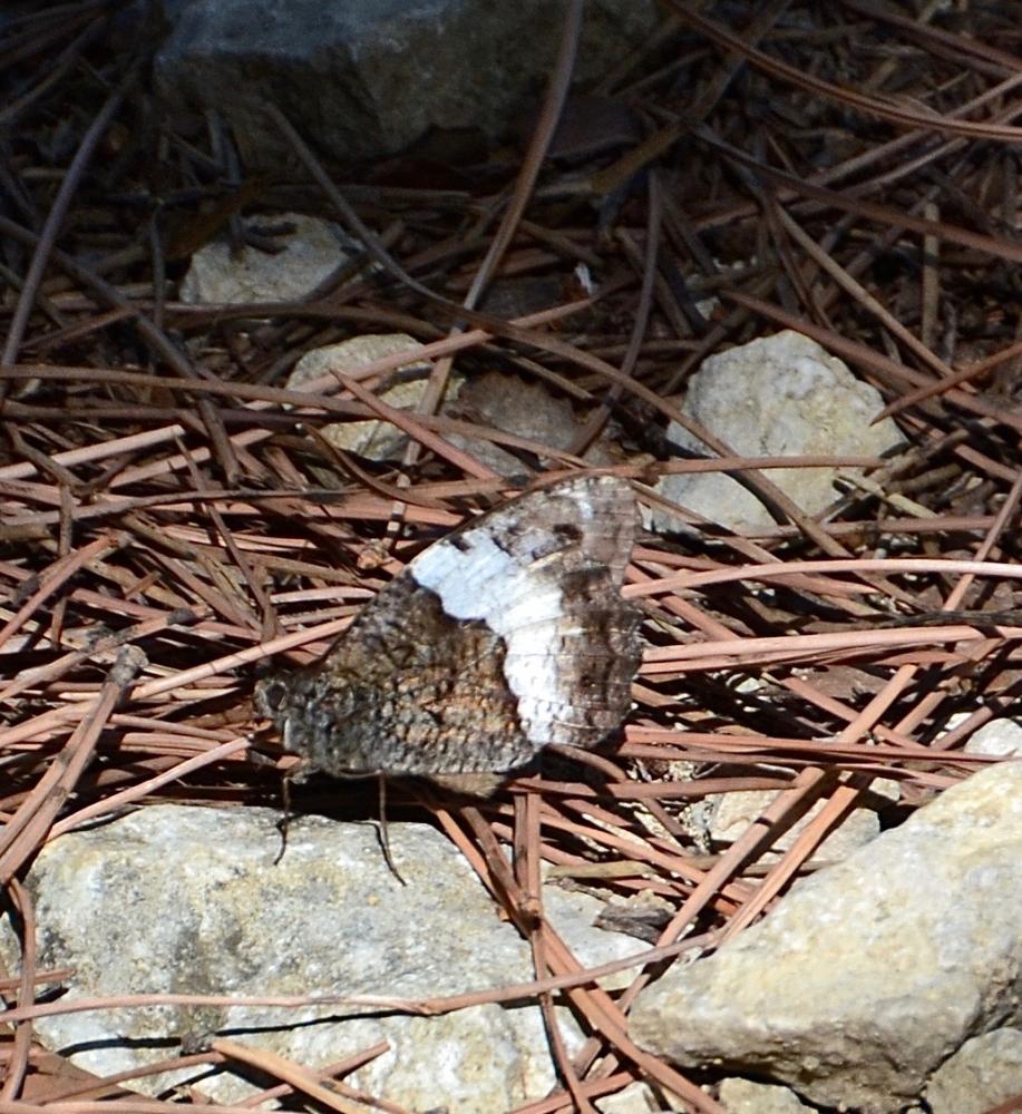 Sylvandre (Le), Portier de la forêt (Le), Silène ( Hipparchia fagi (Scopoli, 1763)