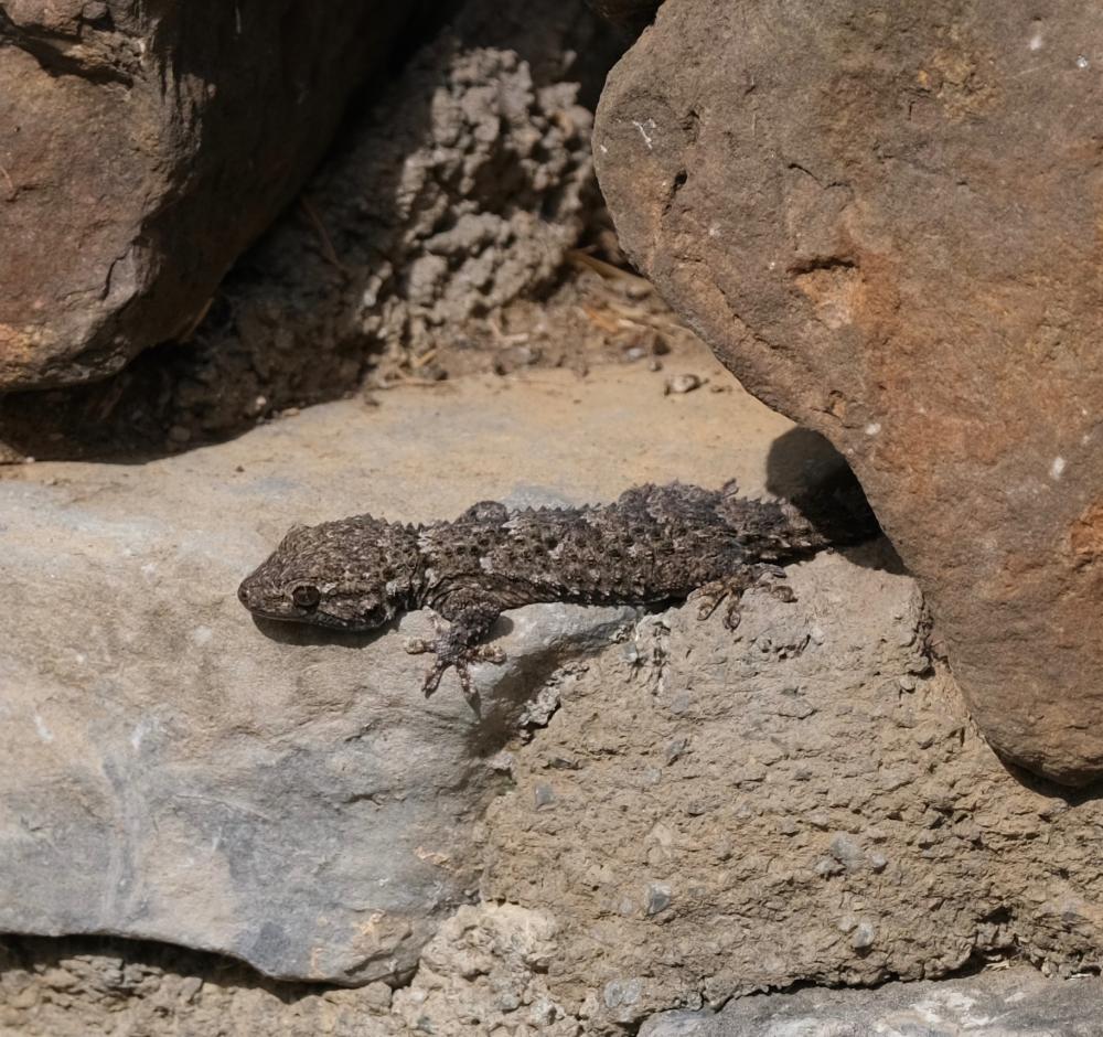 Tarente de Maurétanie Tarentola mauritanica (Linnaeus, 1758)