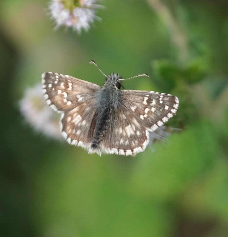 Hespérie des Potentilles (L'), Armoricain (L') Pyrgus armoricanus (Oberthür, 1910)