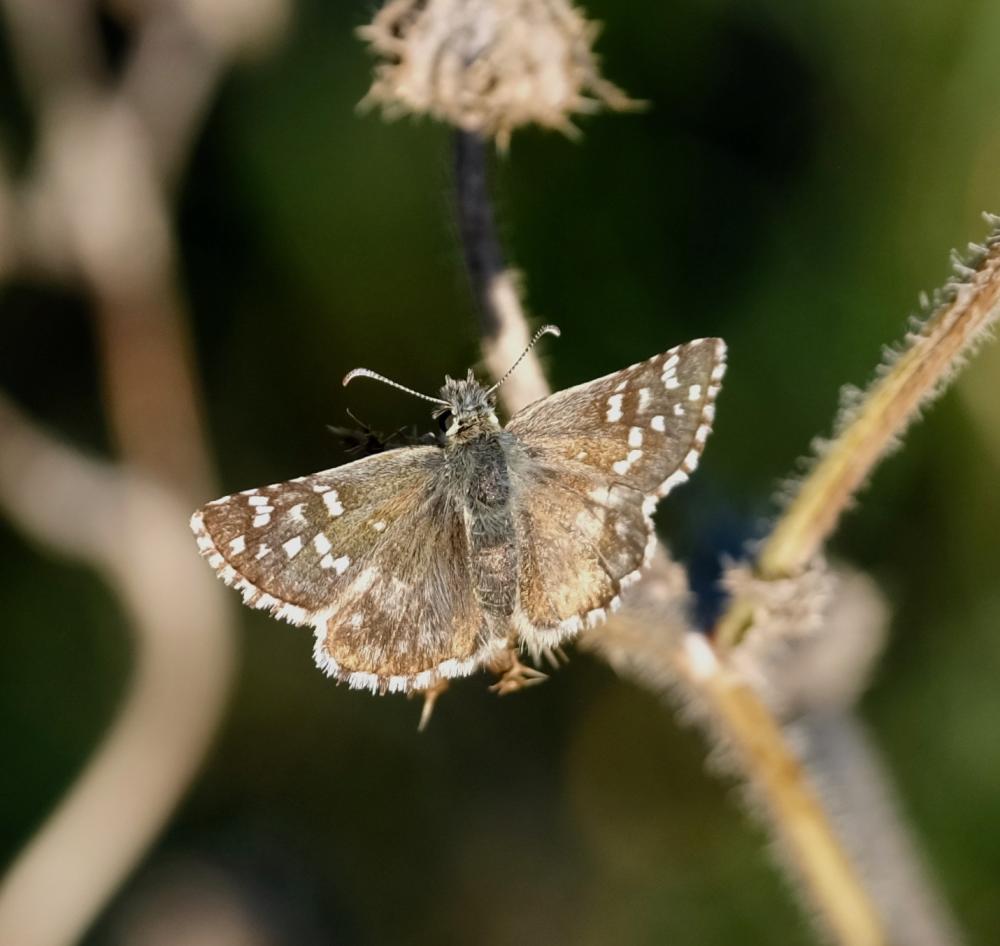 Hespérie de la Malope (L'), Vergeté (Le) Pyrgus onopordi (Rambur, 1839)