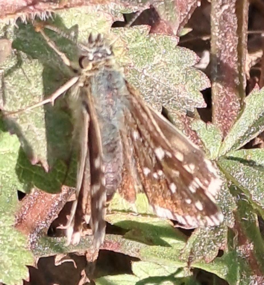 Tacheté austral (Le), Hespérie de l'Aigremoine (L' Pyrgus malvoides (Elwes & Edwards, 1897)