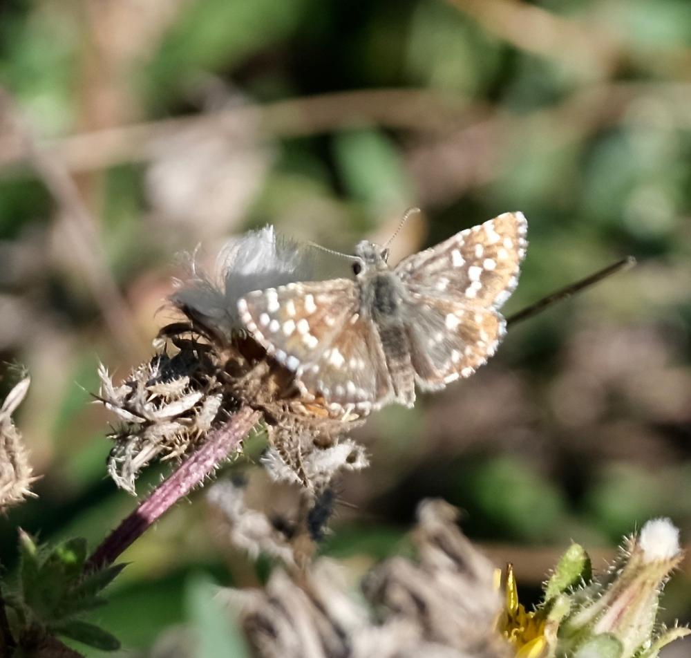 Tacheté austral (Le), Hespérie de l'Aigremoine (L' Pyrgus malvoides (Elwes & Edwards, 1897)