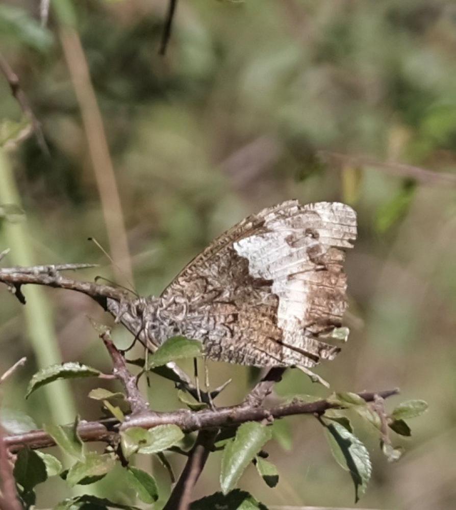 Sylvandre (Le), Portier de la forêt (Le), Silène ( Hipparchia fagi (Scopoli, 1763)