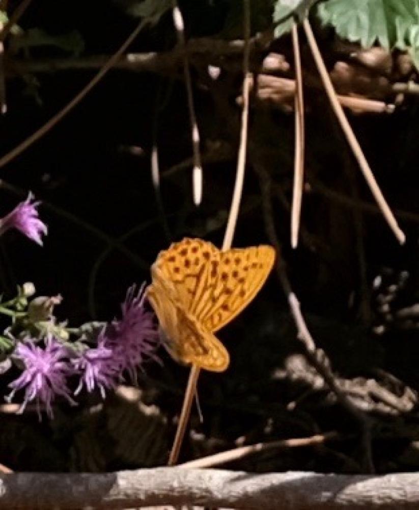 Tabac d'Espagne (Le), Nacré vert (Le), Barre argen Argynnis paphia (Linnaeus, 1758)
