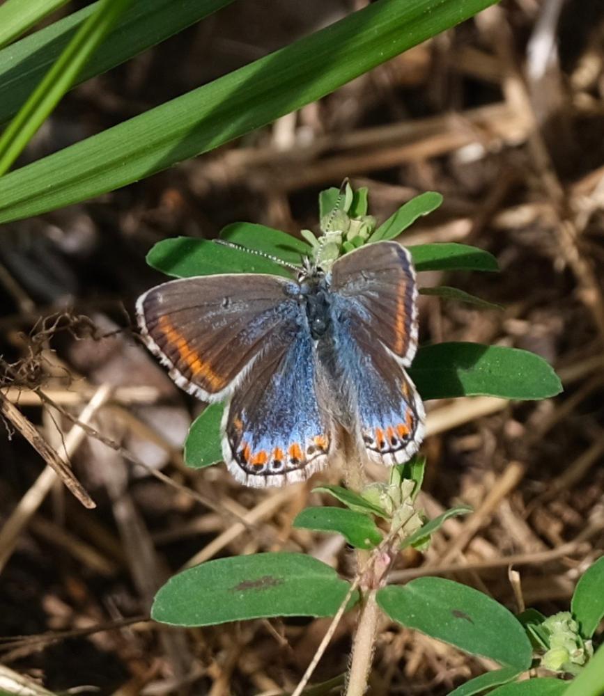 Azuré bleu-céleste (L'), Bel-Argus (Le), Argus ble Lysandra bellargus (Rottemburg, 1775)
