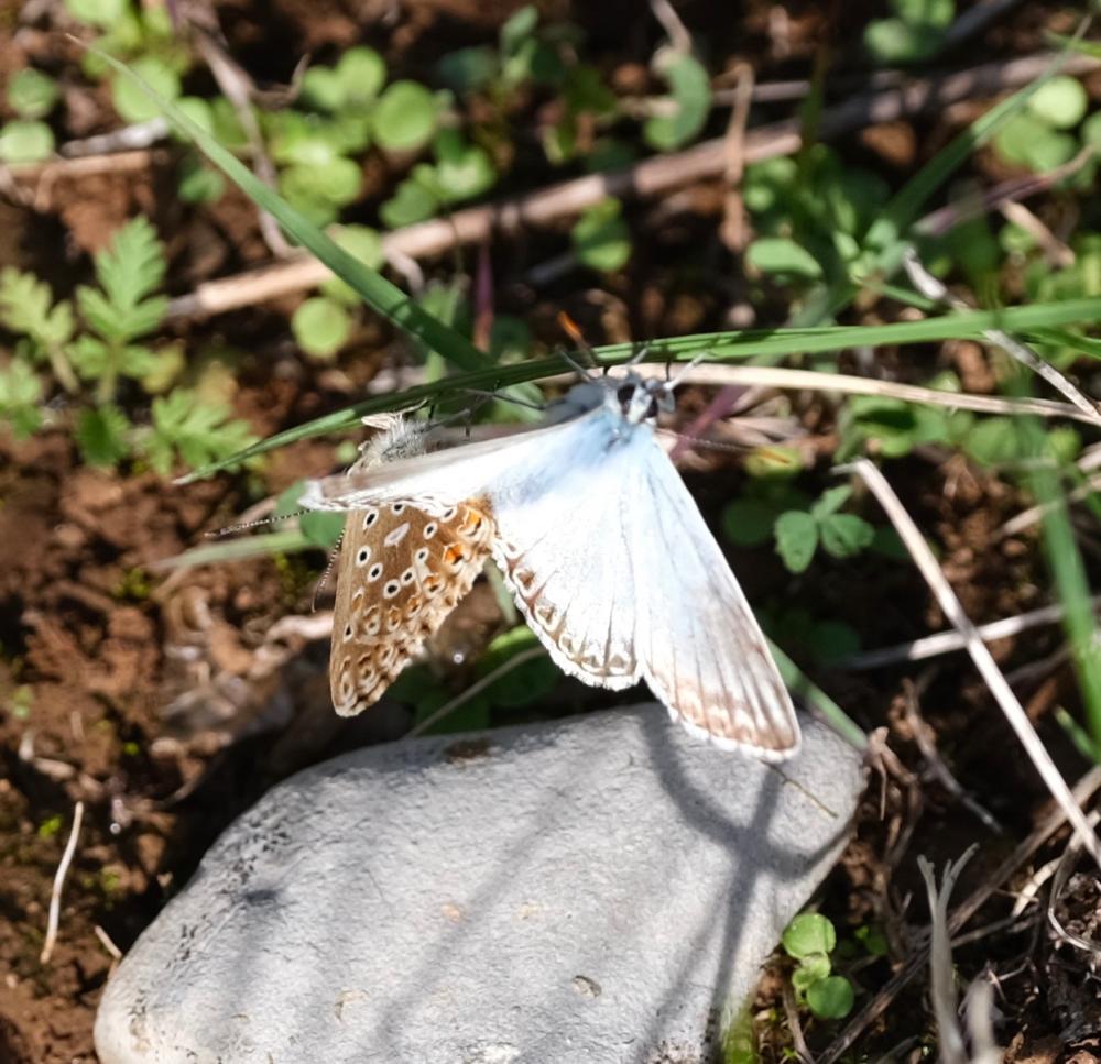 Bleu-nacré d'Espagne (Le) Lysandra hispana (Herrich-Schäffer, 1852)