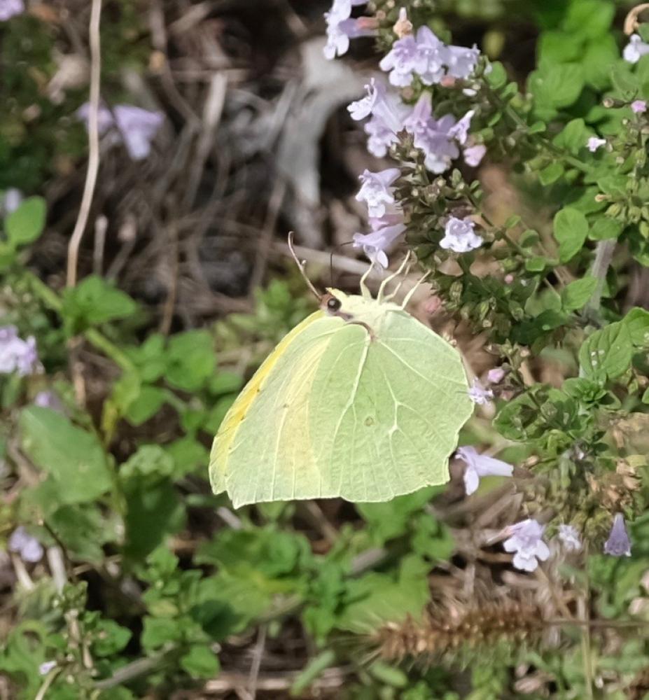 Citron (Le), Limon (Le), Piéride du Nerprun (La) Gonepteryx rhamni (Linnaeus, 1758)