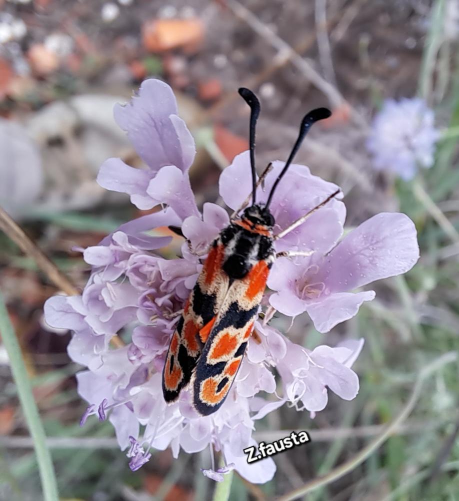 Zygène de la Petite coronille (La) Zygaena fausta (Linnaeus, 1767)